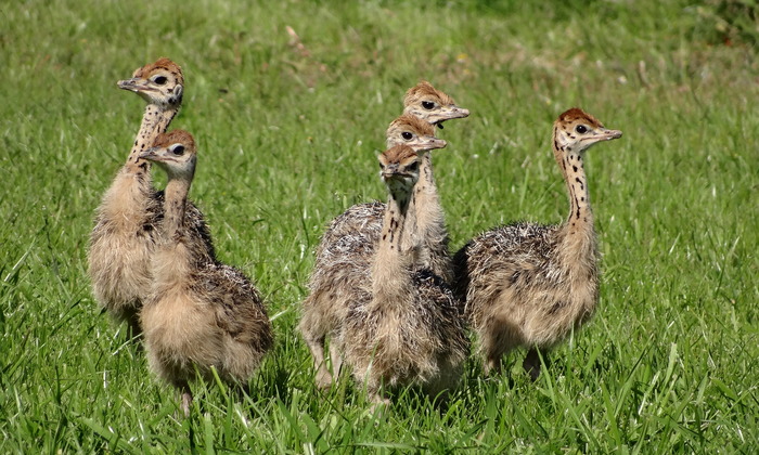 Struisvogelboerderij Monnikenwerve - Kuikens geboren op Monnikenwerve