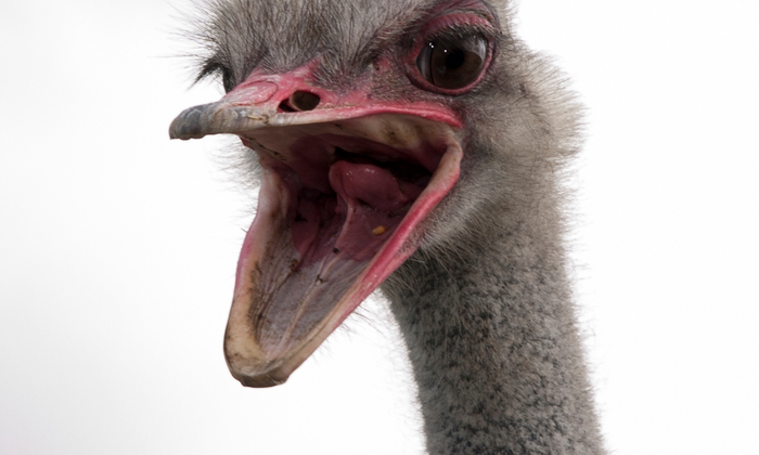 Struisvogelboerderij Monnikenwerve - Vanaf 1 april ook op woensdagmiddag geopend